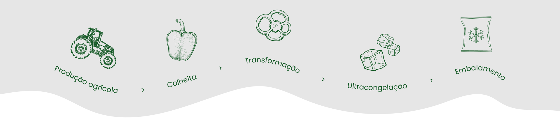 Etapas de Produção agrícola da Monliz