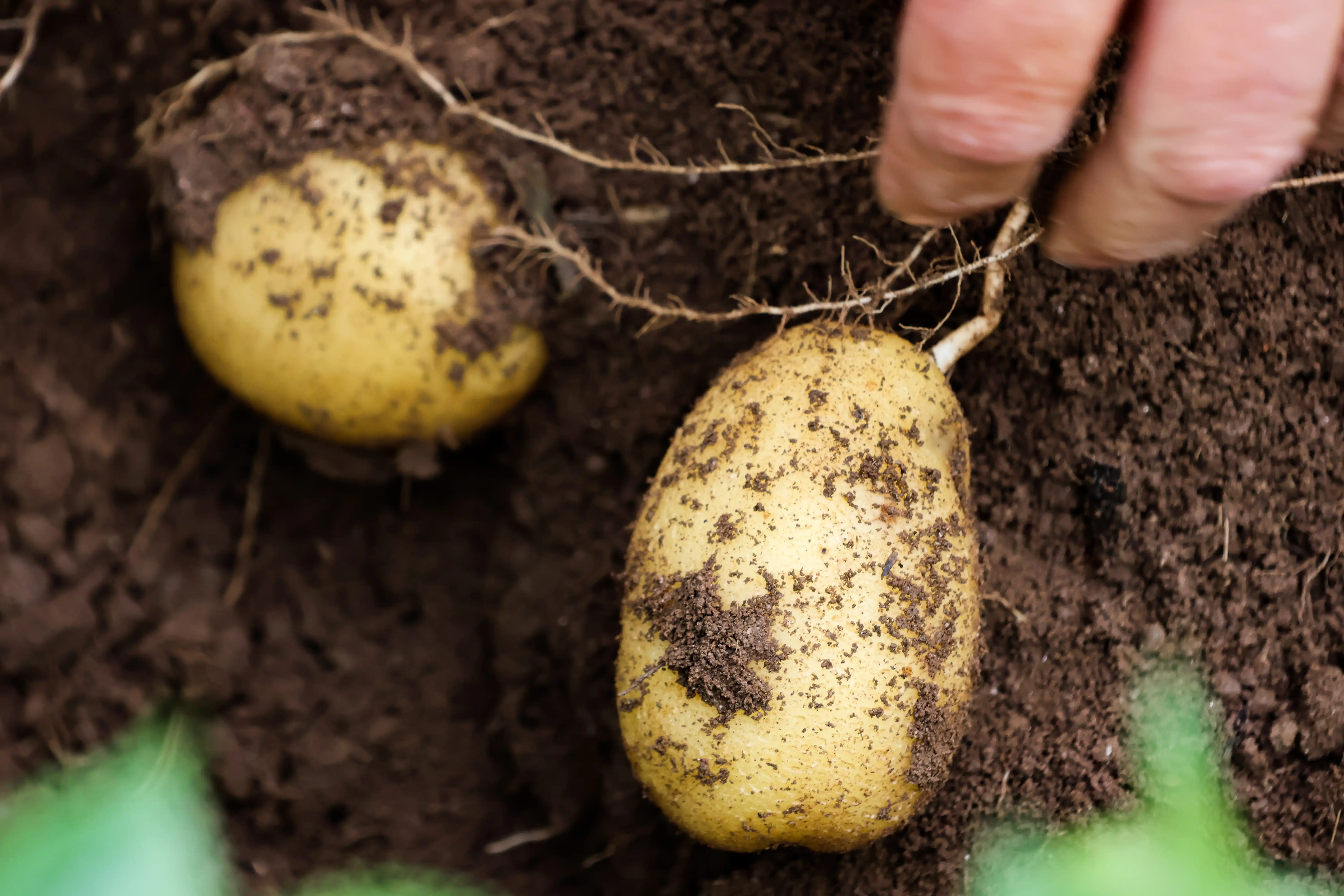 batata-monliz.webp