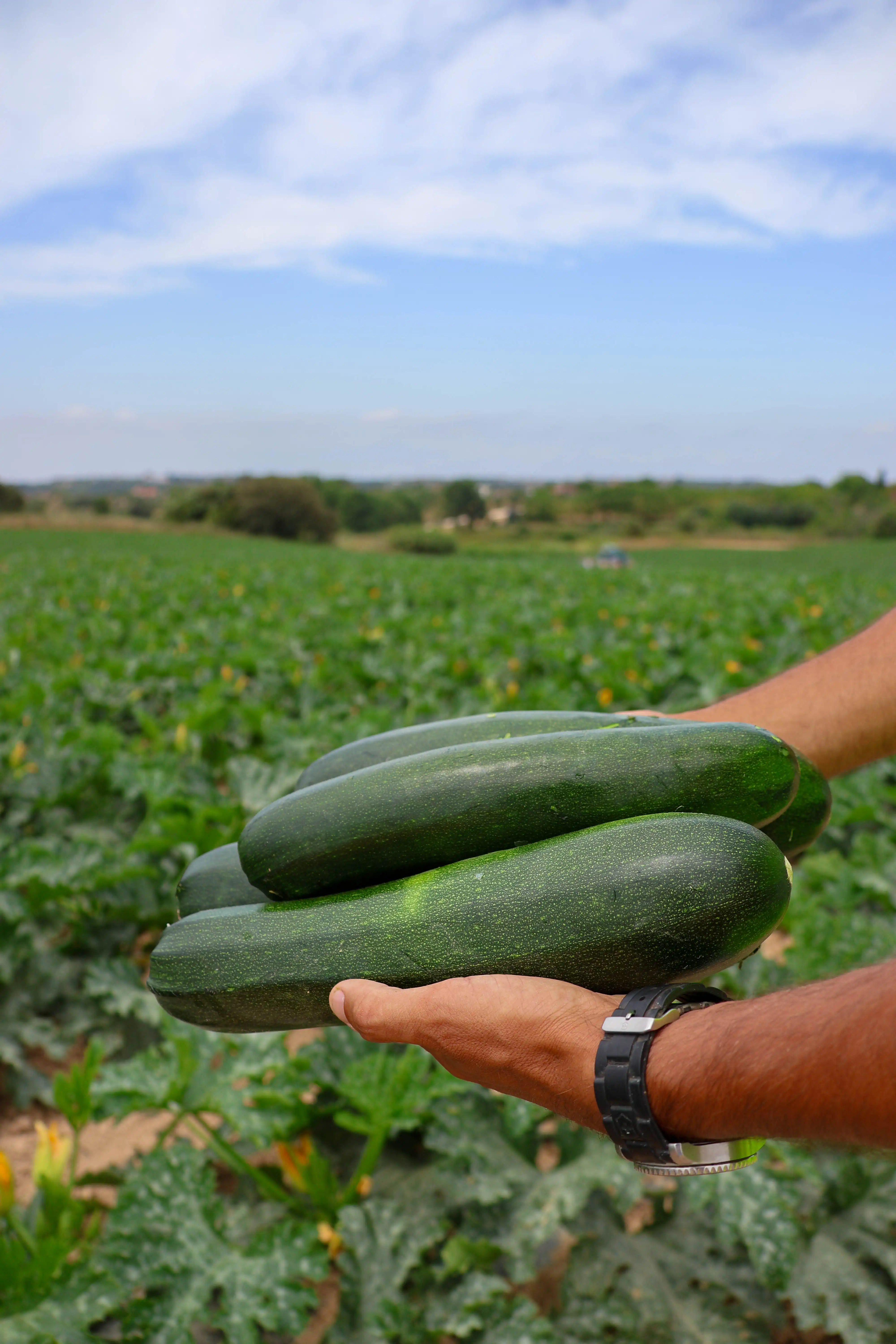 courgette-producao-monliz.webp