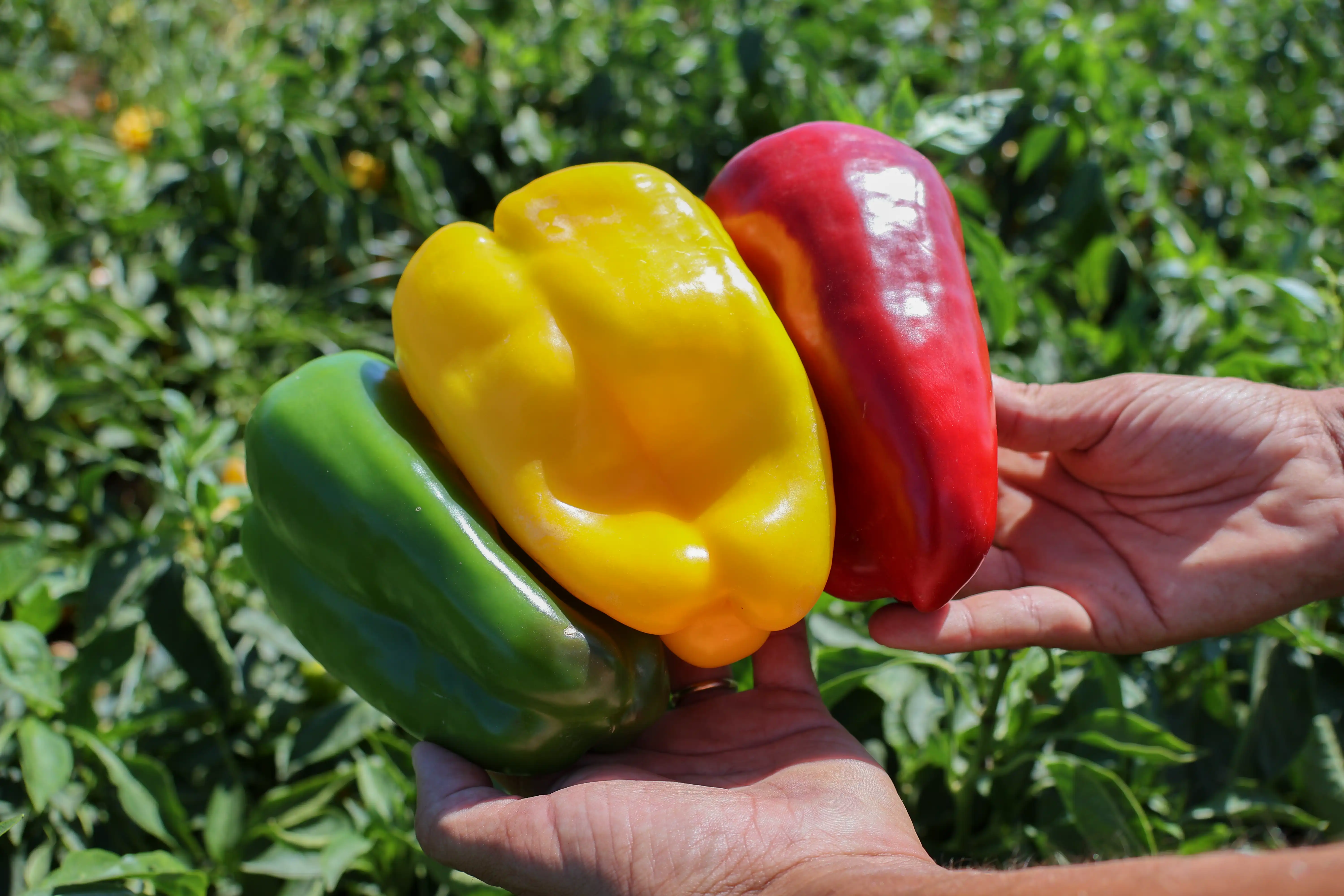 pimentos-campo-monliz.webp