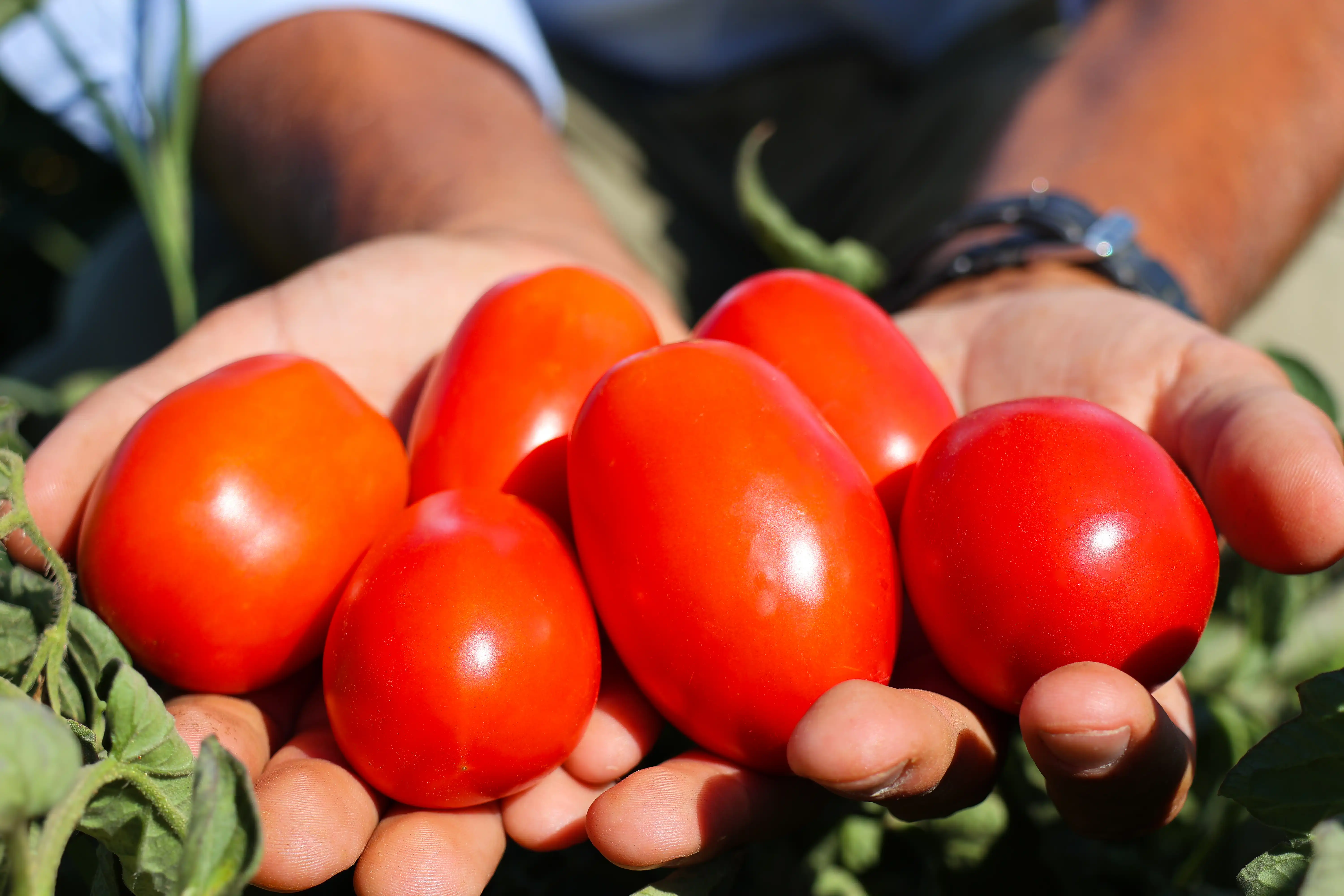 tomate-monliz.webp